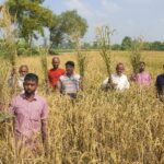 পূর্ববিরোধে আগাছানাশক ছিটিয়ে ৭ কৃষকের ধান নষ্টের অভিযোগ