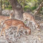 টেংরাগিরি ইকোপার্ক থেকে উধাও হচ্ছে হরিণ, নীরব বন বিভাগ