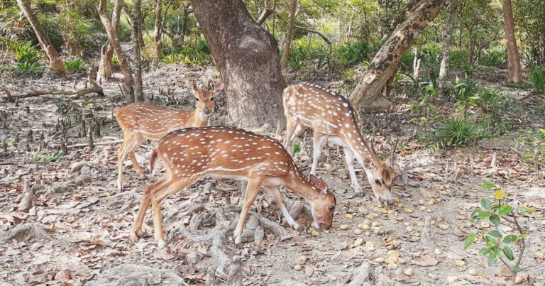 টেংরাগিরি ইকোপার্ক থেকে উধাও হচ্ছে হরিণ, নীরব বন বিভাগ