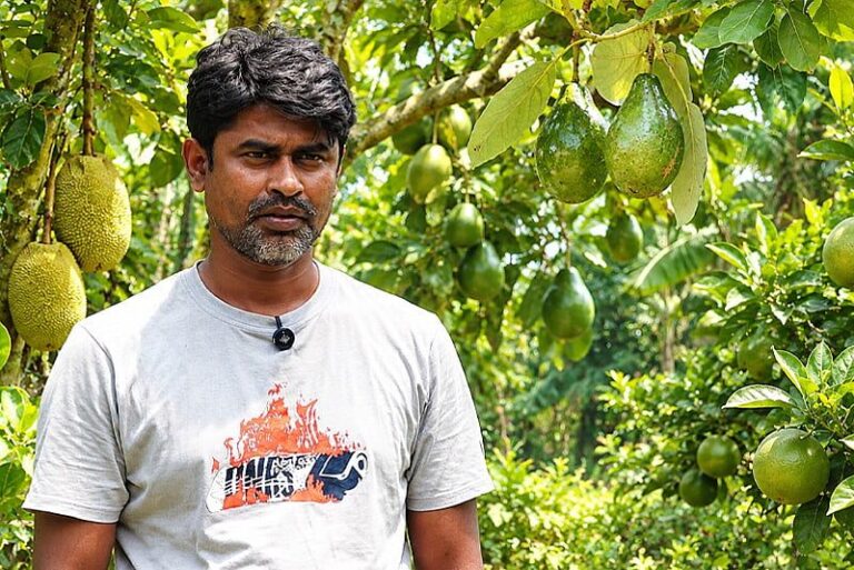 ১২০ বিঘার ফলবাগান গড়েছেন চুয়াডাঙ্গার সাদ্দাম, বছরে আয় ২ কোটি টাকা